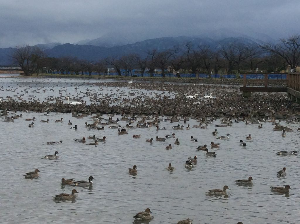 瓢湖水きん公園