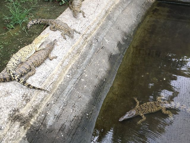 ワニの子供たち_鬼山地獄