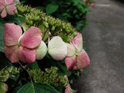 Laa-Laaさんの市民の森の投稿写真2