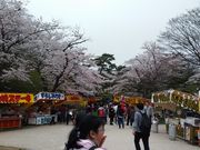 江戸家化猫さんの千秋公園の桜の投稿写真2