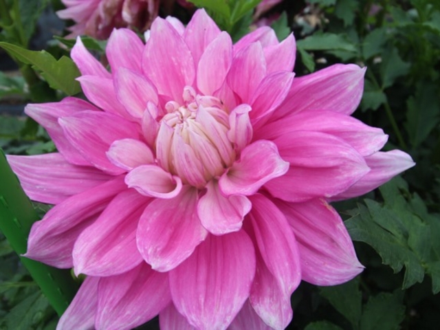 お花_日野ダリア園