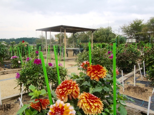 ベンチもあります_日野ダリア園
