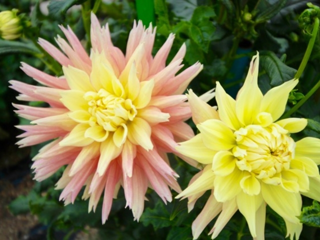 お花_日野ダリア園