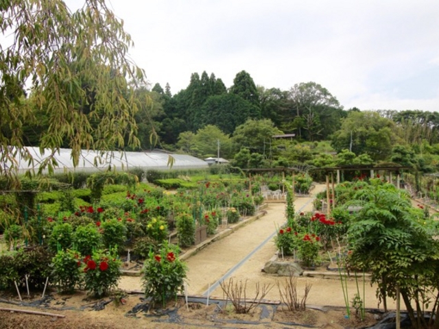 園はこんな感じです_日野ダリア園