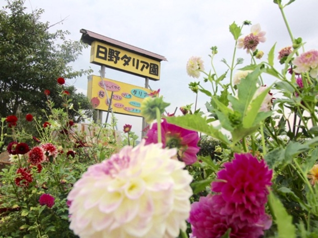 日野ダリア園_日野ダリア園