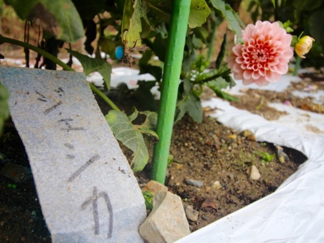 覗き込むジェシカちゃん_日野ダリア園