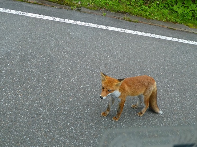 H28.09.24 岩手県・八幡平の野生のキツネ_八幡平