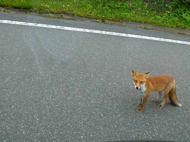 H28.09.24 岩手県・八幡平の野生のキツネ_八幡平