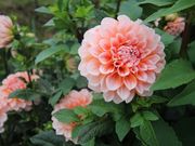 さといもさんの日野ダリア園の投稿写真6