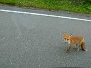 マックさんの八幡平の投稿写真8