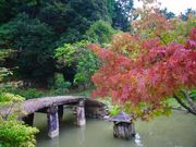 さといもさんの藤の寺(正法寺)の投稿写真5
