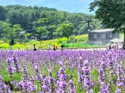 モコウサギさんの玉原高原の投稿写真1