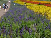 モコウサギさんの玉原高原の投稿写真2