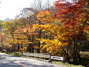 すなねずみさんのせせらぎ街道の紅葉の投稿写真5