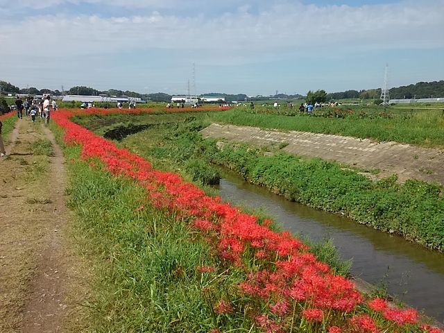 矢勝川堤の彼岸花