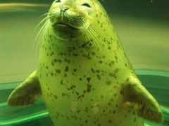 ヤッシーさんの旭山動物園への投稿写真1