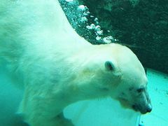 ヤッシーさんの旭山動物園への投稿写真2