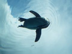 ヤッシーさんの旭山動物園への投稿写真3