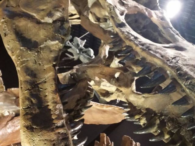 凄い迫力でした!_御船町恐竜博物館