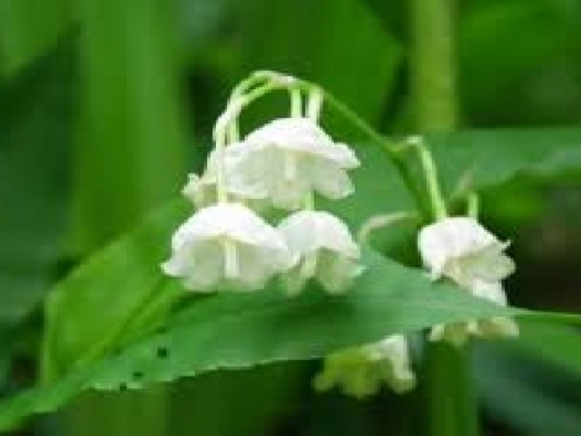 綺麗_男鹿山スズラン