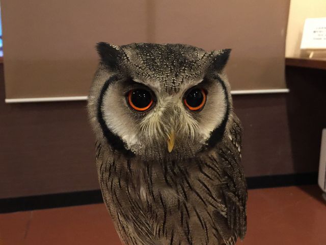 手に乗せてるよ_ならまち保護どうぶつ園
