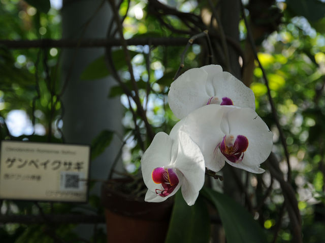 東京都薬用植物園_東京都薬用植物園