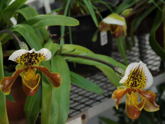 東京都薬用植物園_東京都薬用植物園