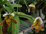 ひがしむらやま5525さんの東京都薬用植物園の投稿写真9