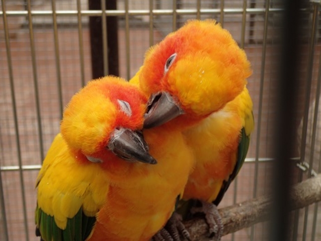 仲良しインコ_富士花鳥園