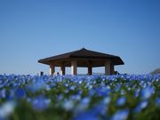 innocentさんの海の中道海浜公園の投稿写真1
