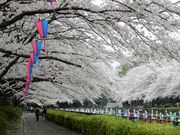 へらさんの鶴生田川のさくらの投稿写真1