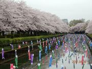 へらさんの鶴生田川のさくらの投稿写真3