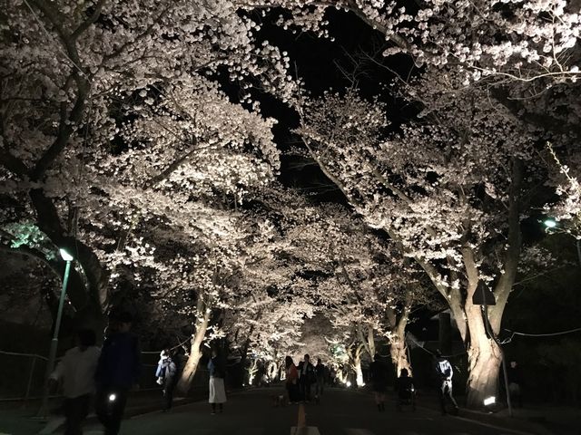 夜桜は昼間とはまた違う雰囲気が味わえます。_夜の森の桜並木