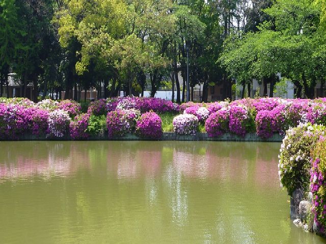 池の周りを覆いかぶさる様に開花真っ盛りのツツジ_名城公園