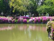 鶴亀松竹梅扇さんの名城公園の投稿写真9