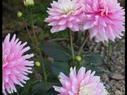 たぁくんさんの岡寺の投稿写真1