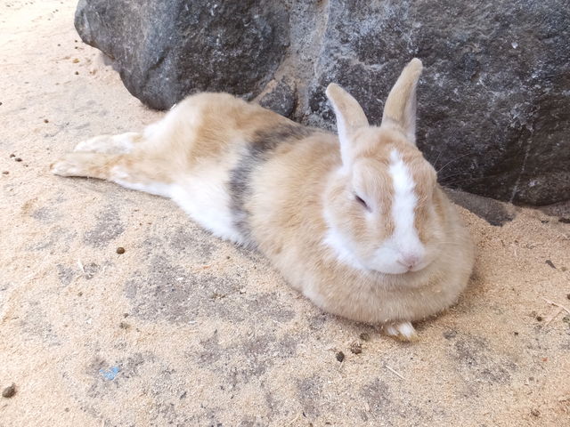 可愛いうさぎ♪_まかいの牧場