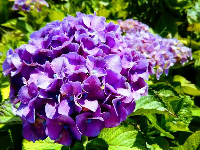 紫陽花もきれいでした_小岩菖蒲園