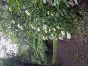 楓ちゃんさんの松尾芭蕉句碑の投稿写真1