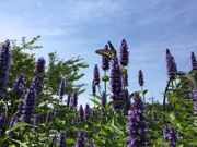 macさんの牛窓オリーブ園の投稿写真1