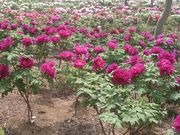 ハニーセブンさんの東松山ぼたん園のぼたんの投稿写真2