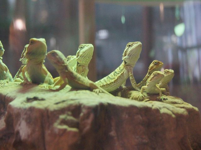同じ方向をみています(笑)_横浜亜熱帯茶館