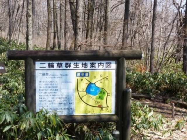 taroさんのニリンソウの投稿写真1