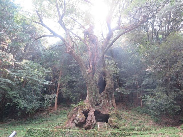 日が差し、とても神秘的な姿をみせてくれました。_武雄の大楠