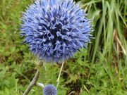 むらさんさんのヒゴタイ公園の投稿写真3