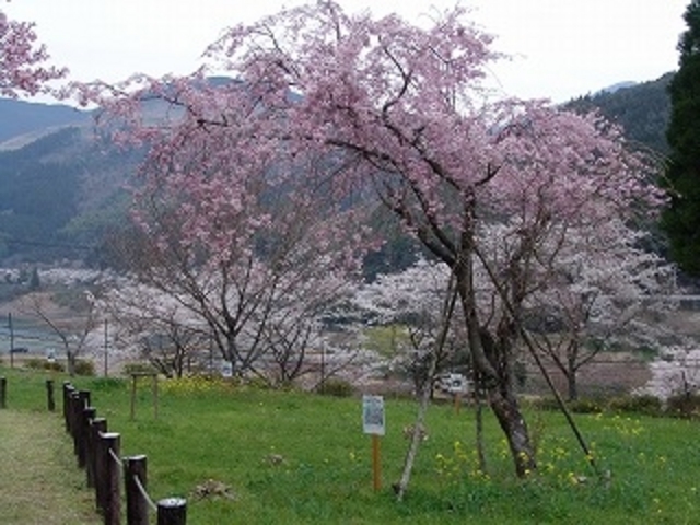 JOEさんの桜図鑑園の投稿写真1