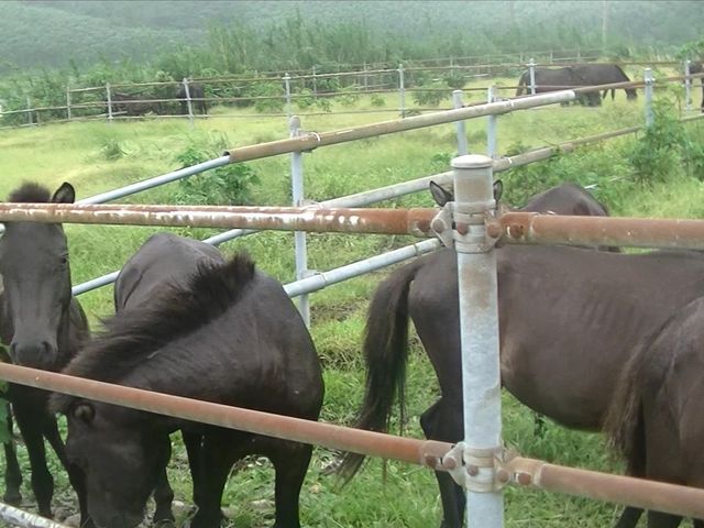 PINGOさんの中之島高尾高原の投稿写真2