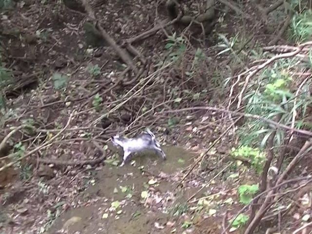 野生山羊_底なし御池