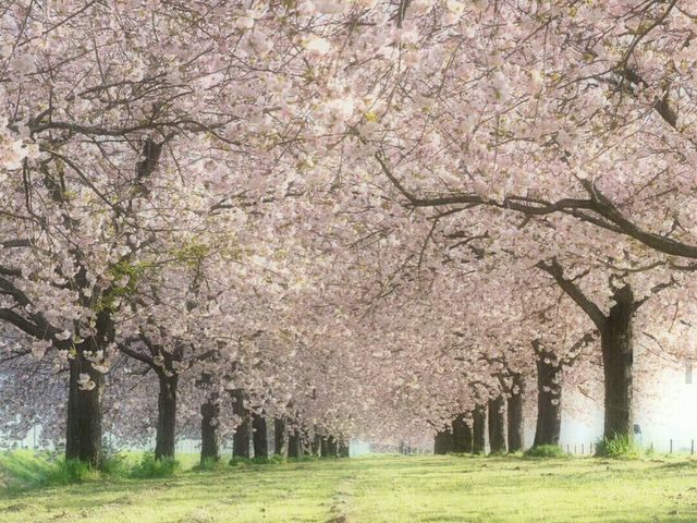 メイさんの千曲川桜堤の投稿写真1