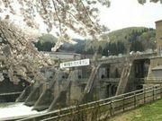 メイさんの西大滝ダムの桜の投稿写真1